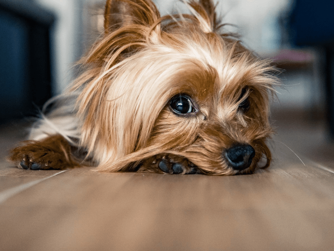 Should I get pet insurance for my dog?